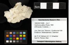 Foto (Objekt + Etiketten) von Oxythyreus gibbus (Reuss, 1858) 